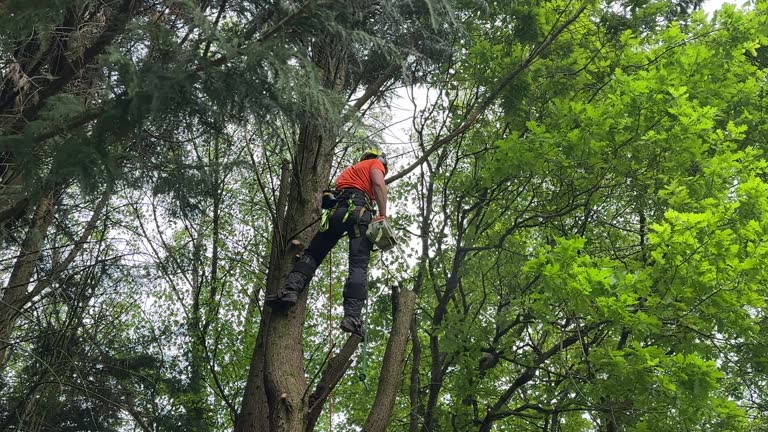 How Our Tree Care Process Works  in Swainsboro, GA